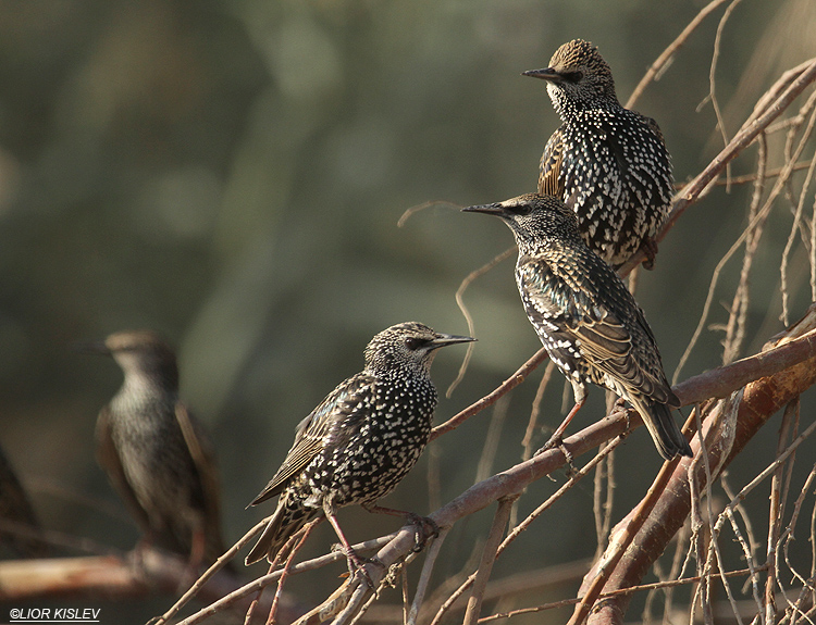 Common Starling  Sturnus vulgaris ,Beit Shean valley 15-11-10 Lior Kislev